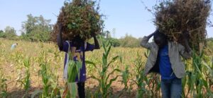 PACTPAN’s Sustainable Agriculture and Food Security Program supports food security, education, and dignity through sustainable, community-centered farming.
